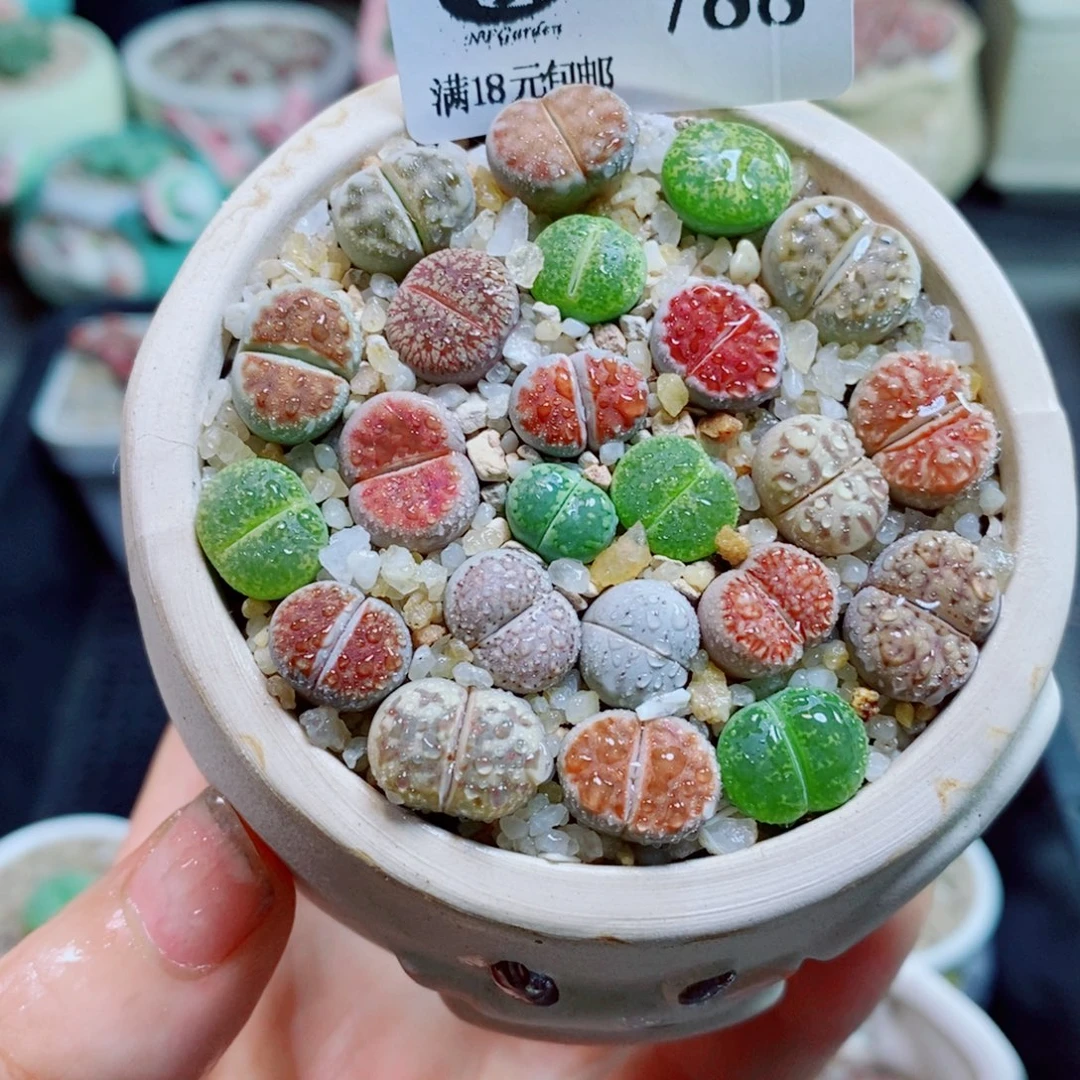 生石花花花花花花花788