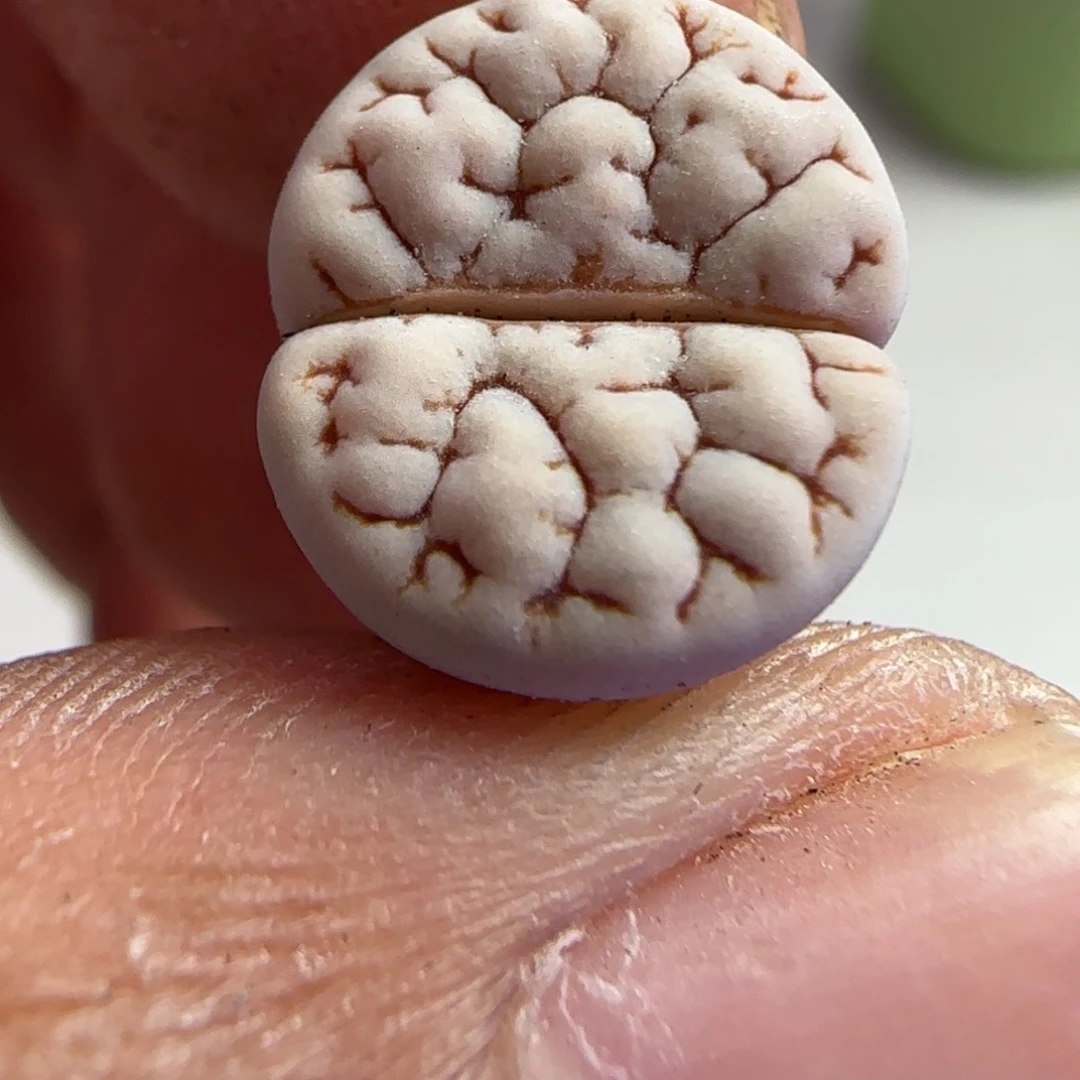 135 生石花大棚直播