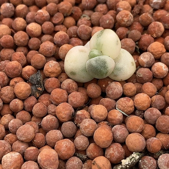 小***儿白糖果美人锦多肉植物