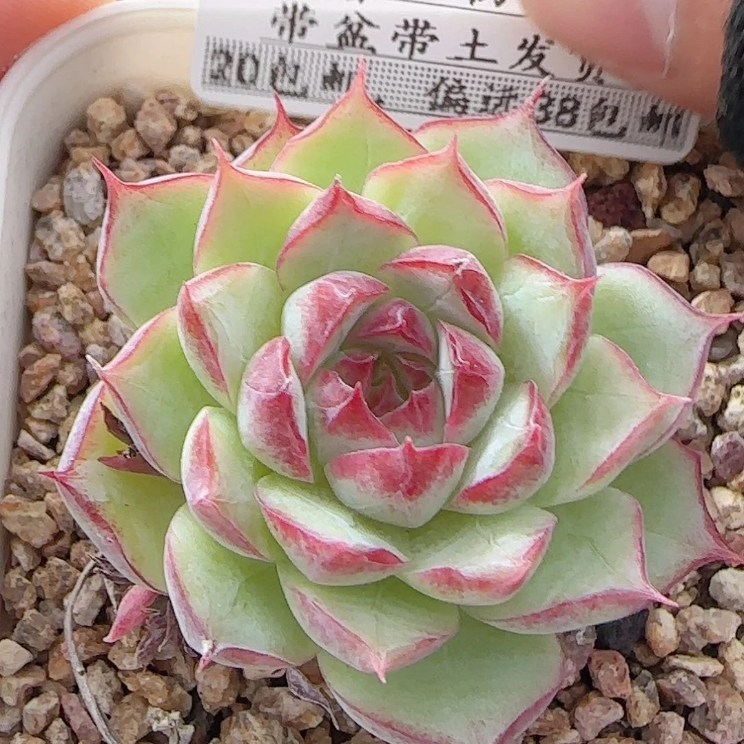 多肉0917--86女王