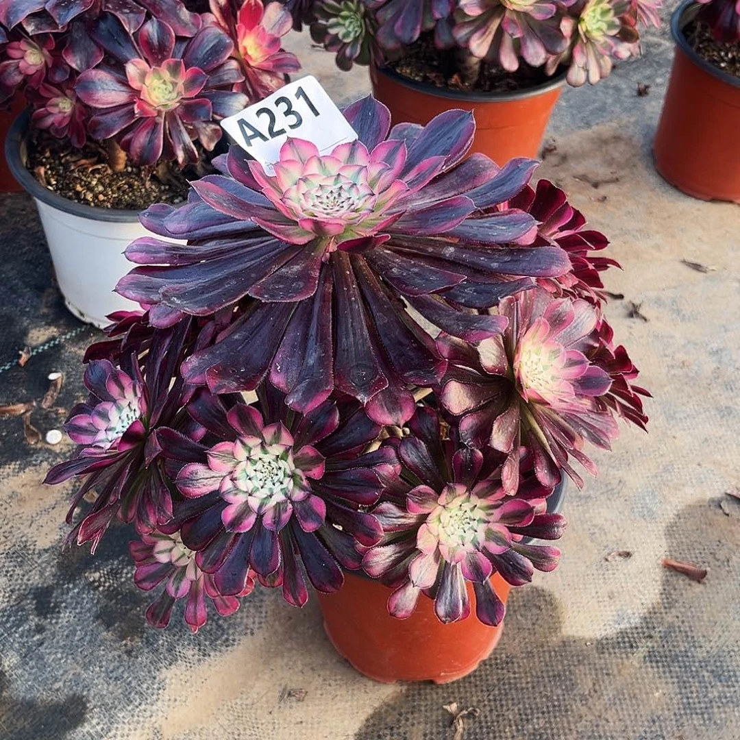 多肉植物红铜白231多肉