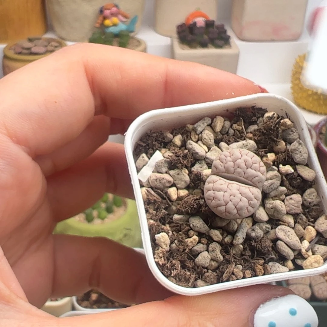 102。zzzzzzzzzzzzzz