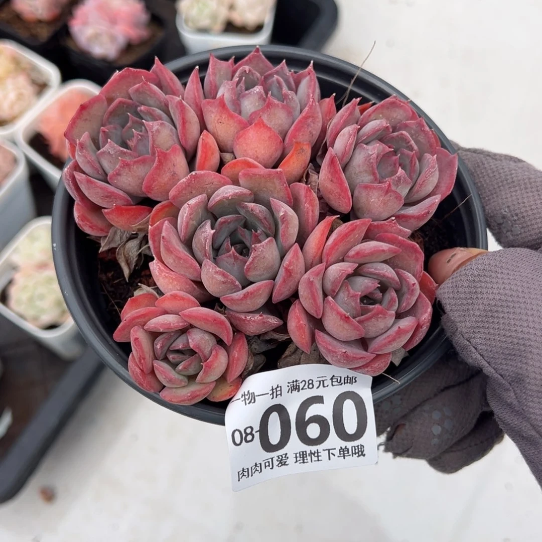 暗冰多肉多肉多肉多