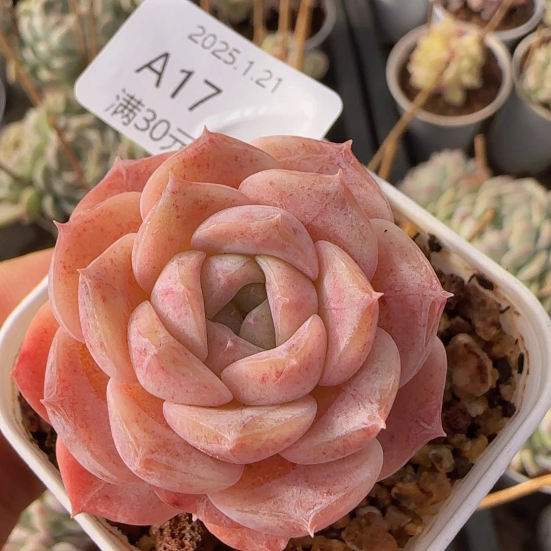 纯爱单头一颗脱土发货