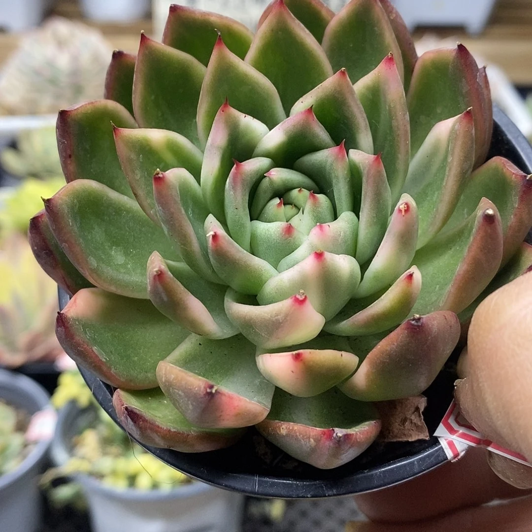 0834 卡利斯托花脸锦