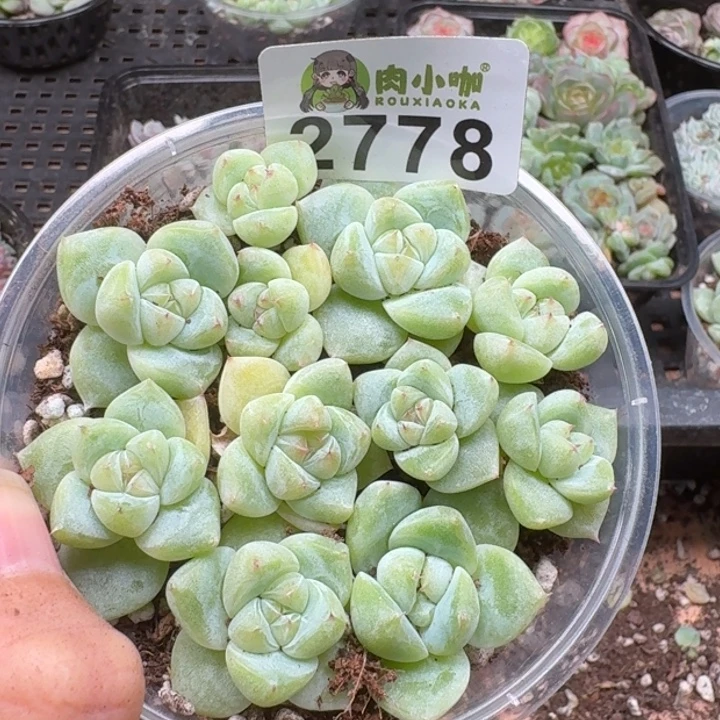 多肉植物多肉植物