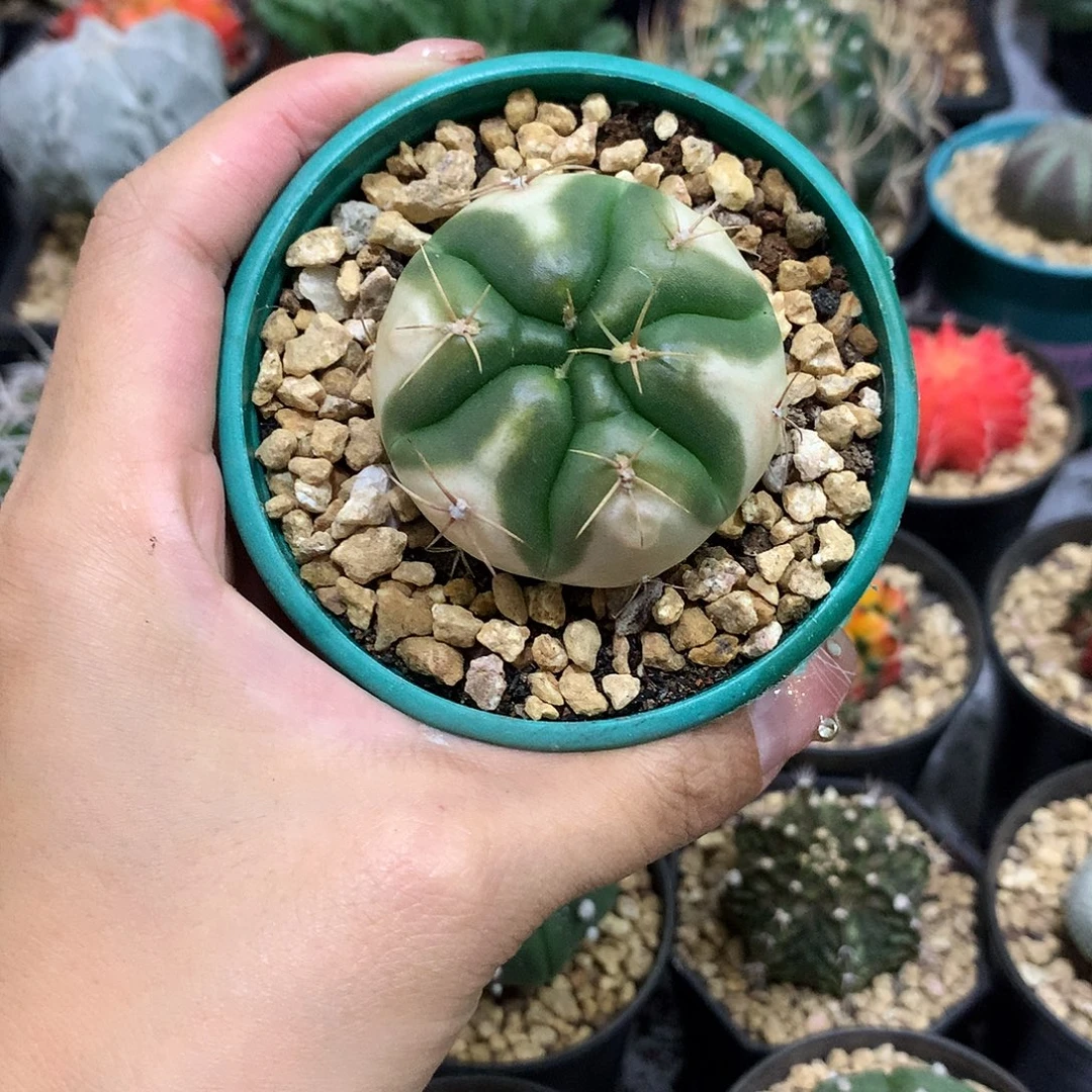 当前无花栽培后可以开花实生根高木海王