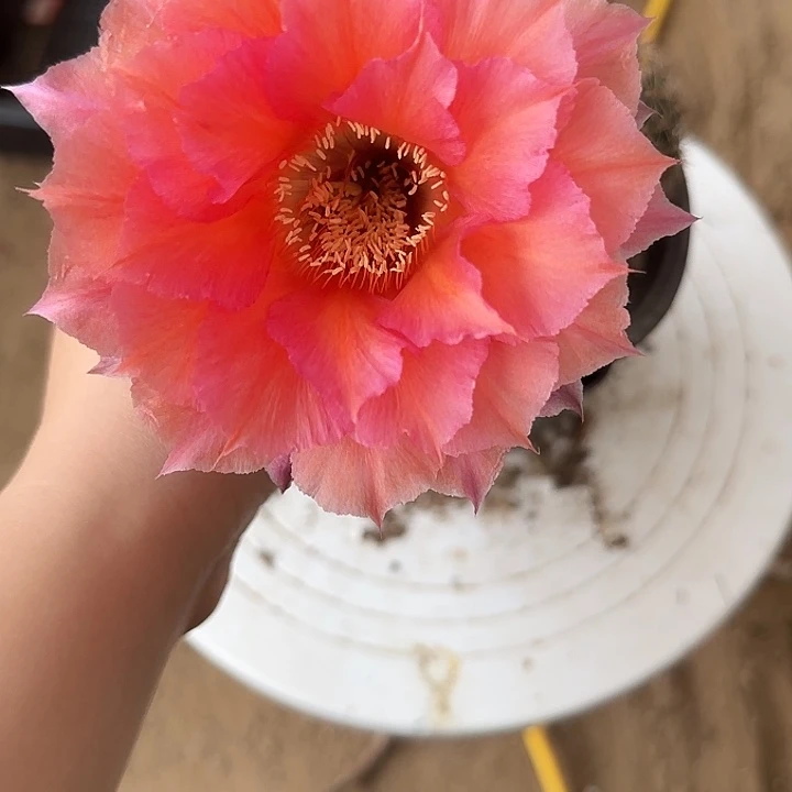 无花朵༊****带根彩草258