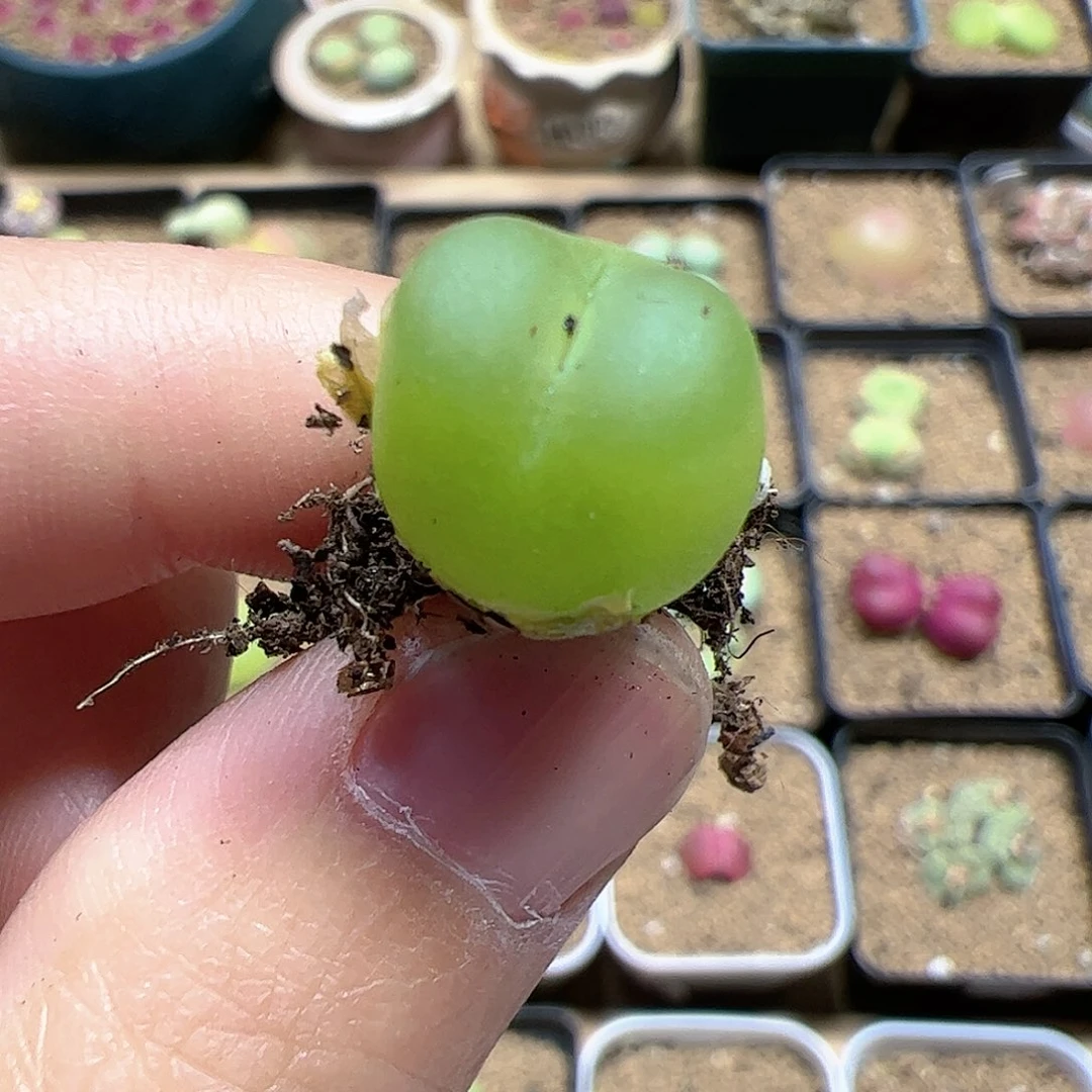 【闪购商品】158 开播福利