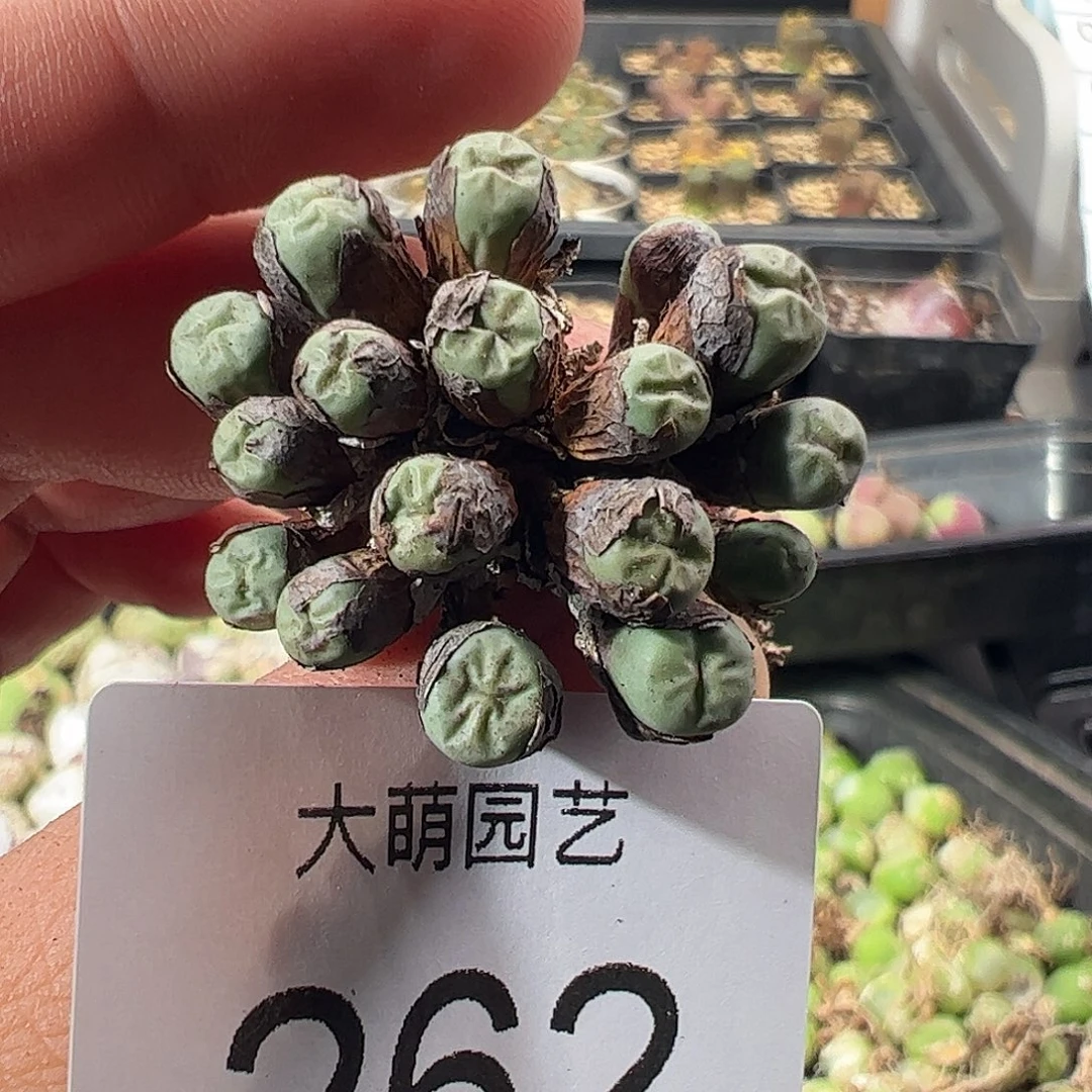 一物一拍。        262