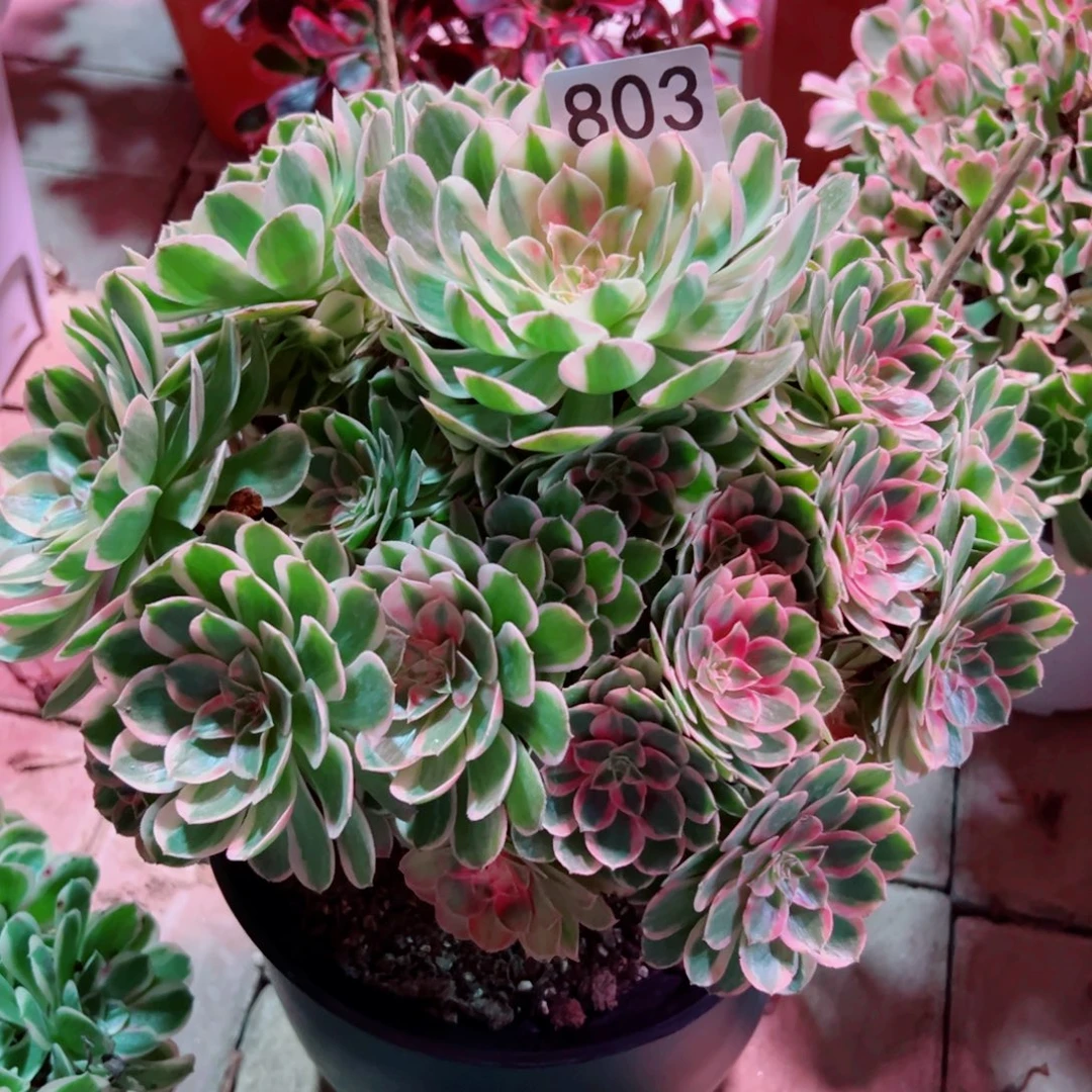 803莲雾法师多肉植物