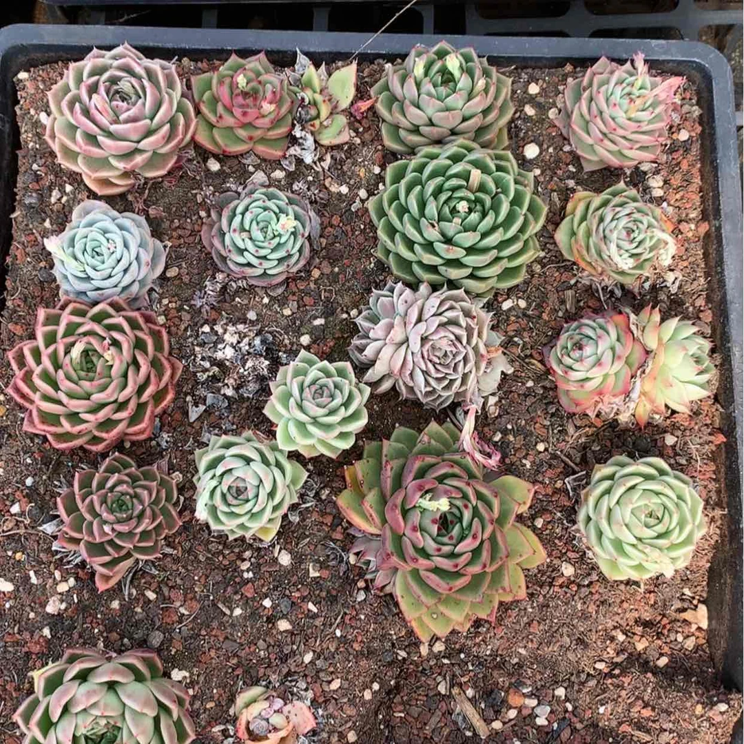 【闪购商品】云836