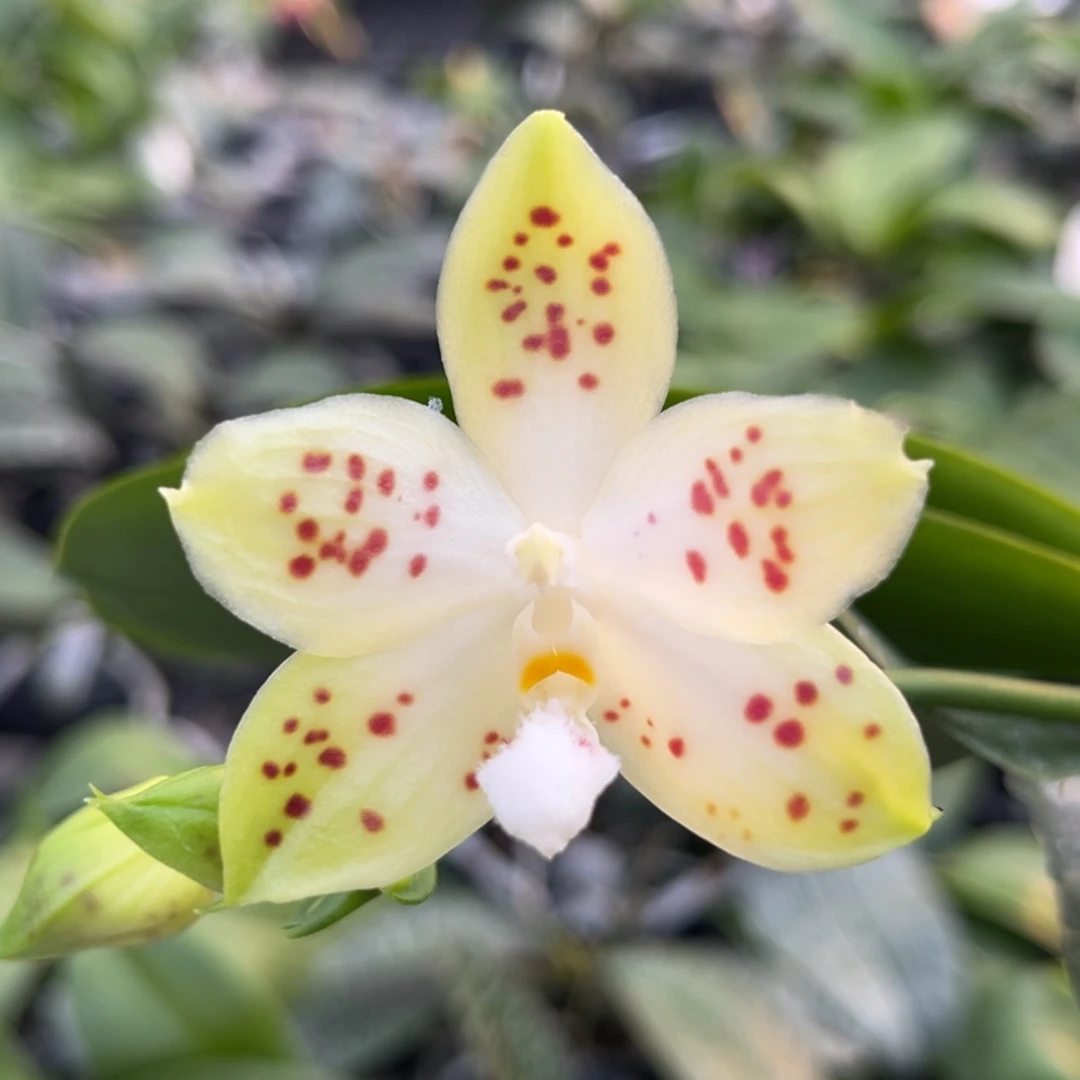 完全开放2.5寸21dp开花株