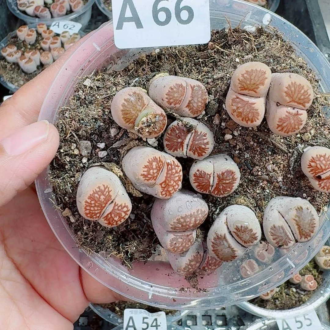 66多肉植物多肉植物