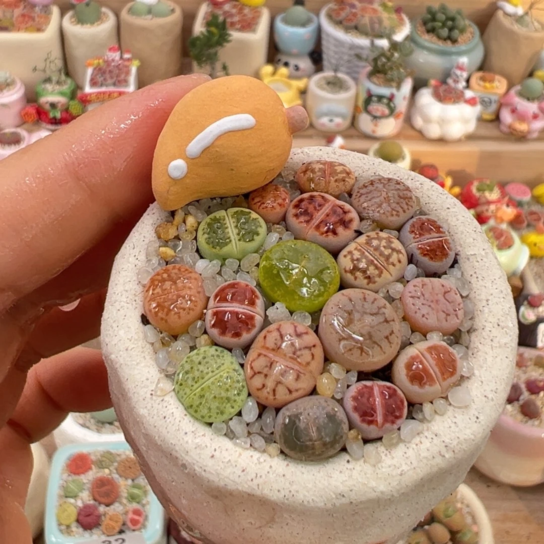 多肉植物44号彩色