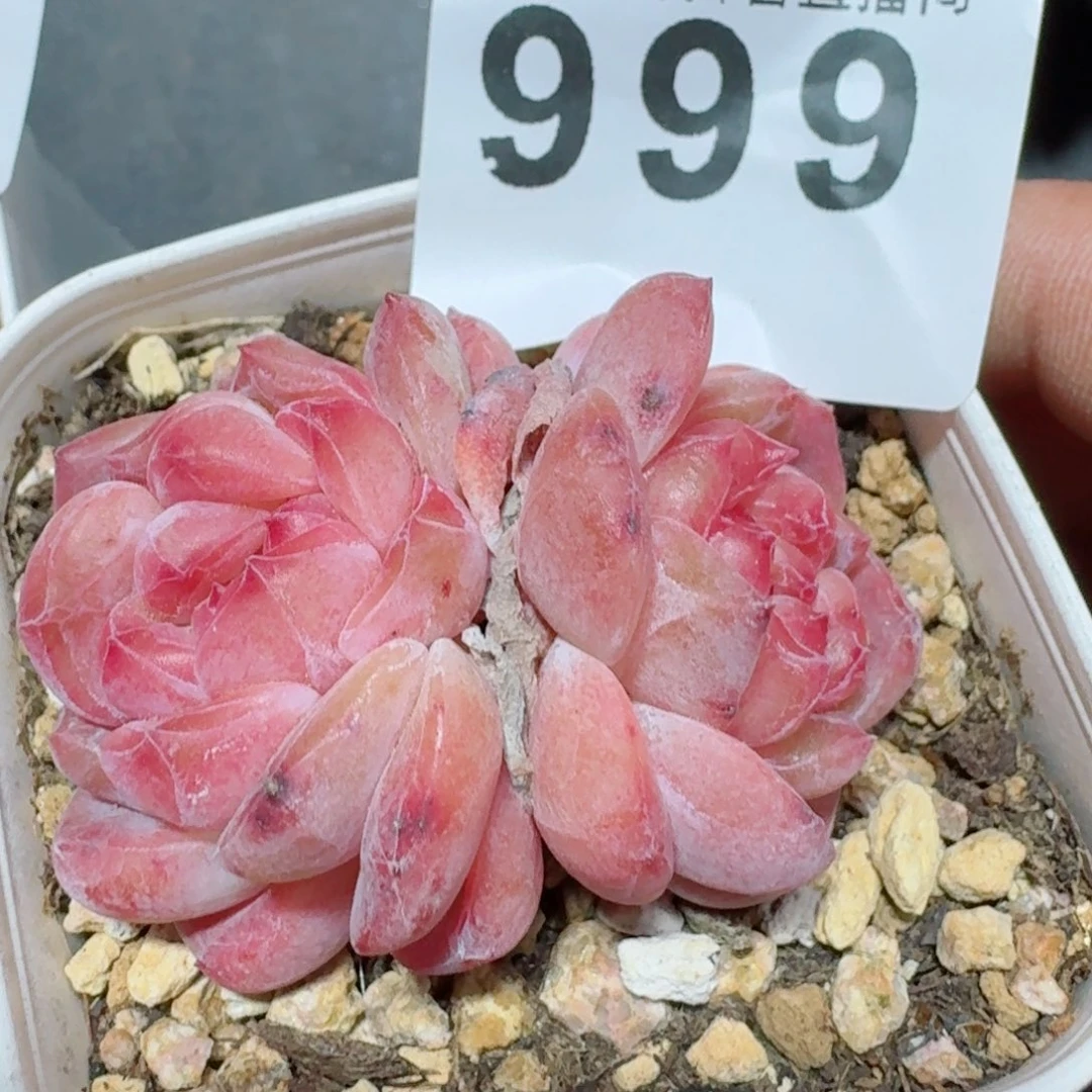 冰魄         多肉植物