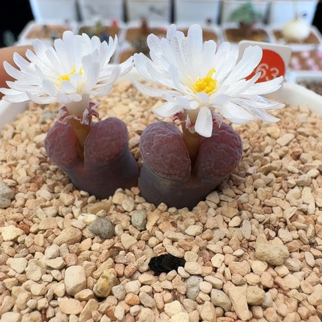 多肉植物福利风铃二姐自留母本463