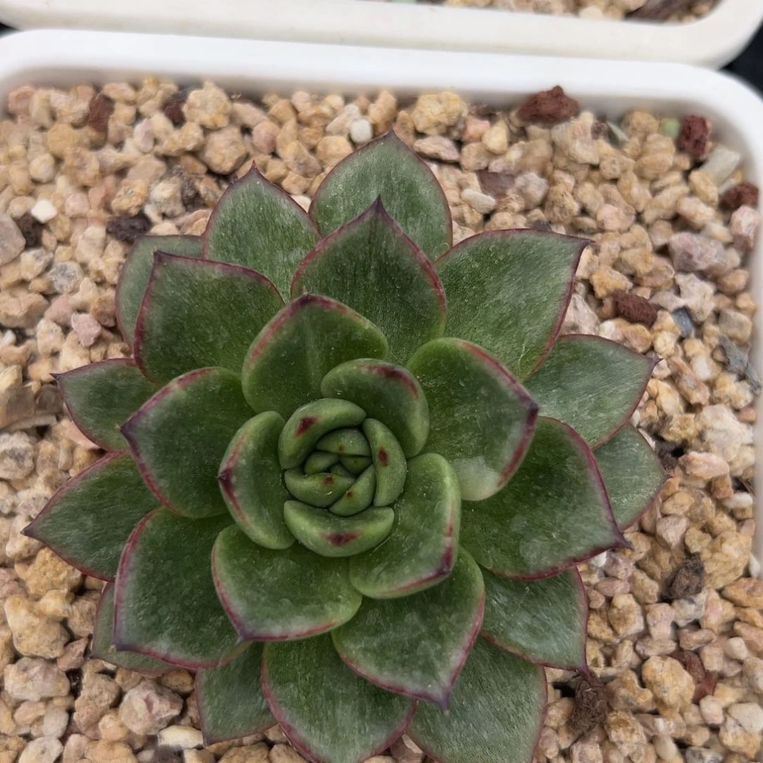 多肉植物一物一拍