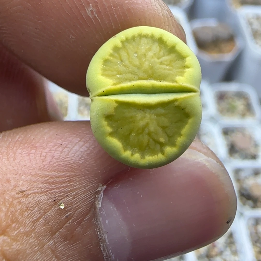 794 生石花大棚直播