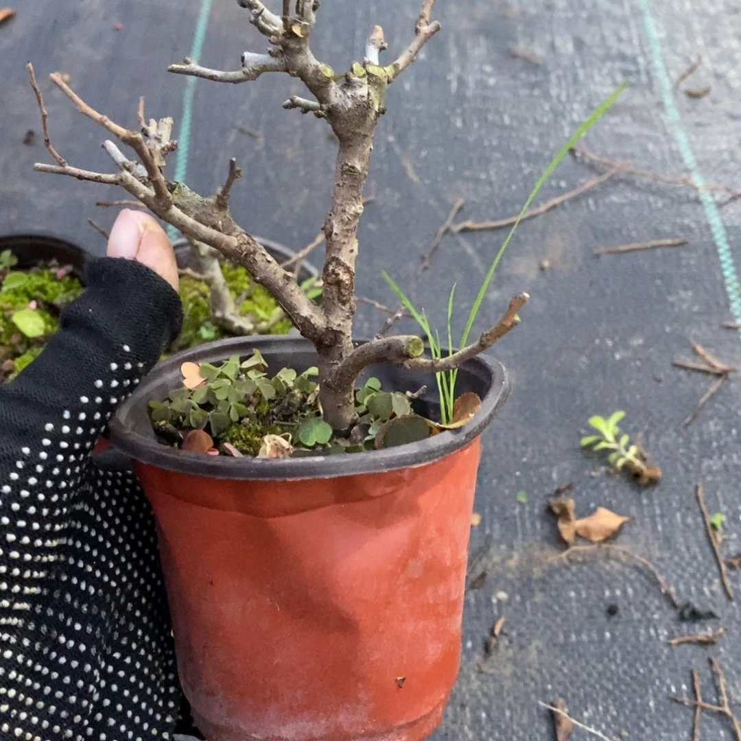 老***未无花朵盆景盆sell10