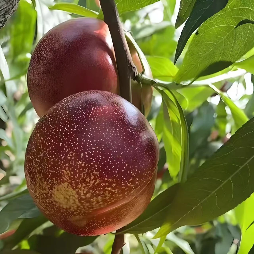 沂蒙山麻点油桃丑桃头茬果农家自种