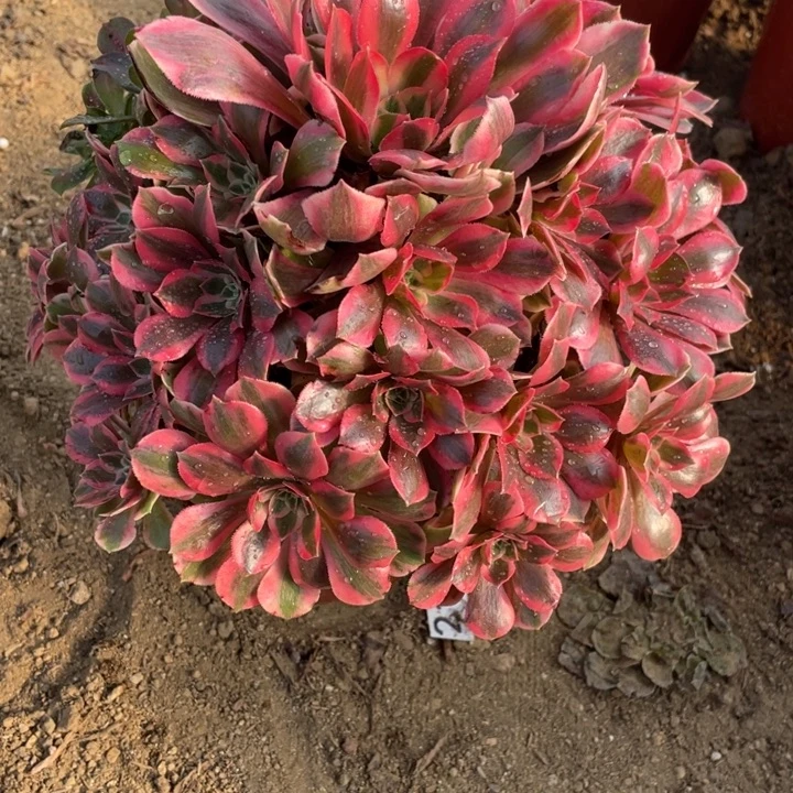 无花朵881多肉植物女妖