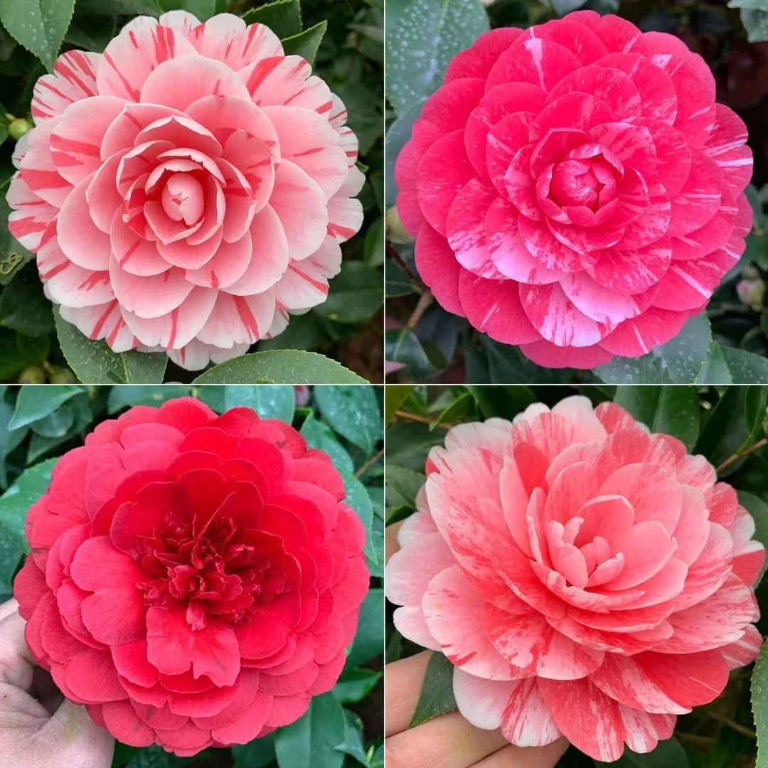 五色赤丹茶花盆栽花卉茶花室内室外阳台庭院好养花卉