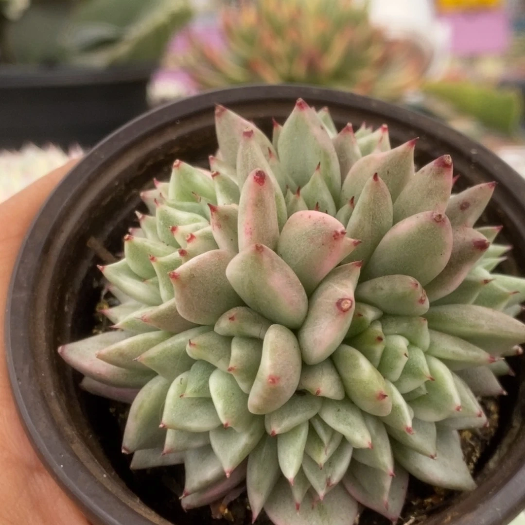 265东云杂锦锦锦锦锦锦锦