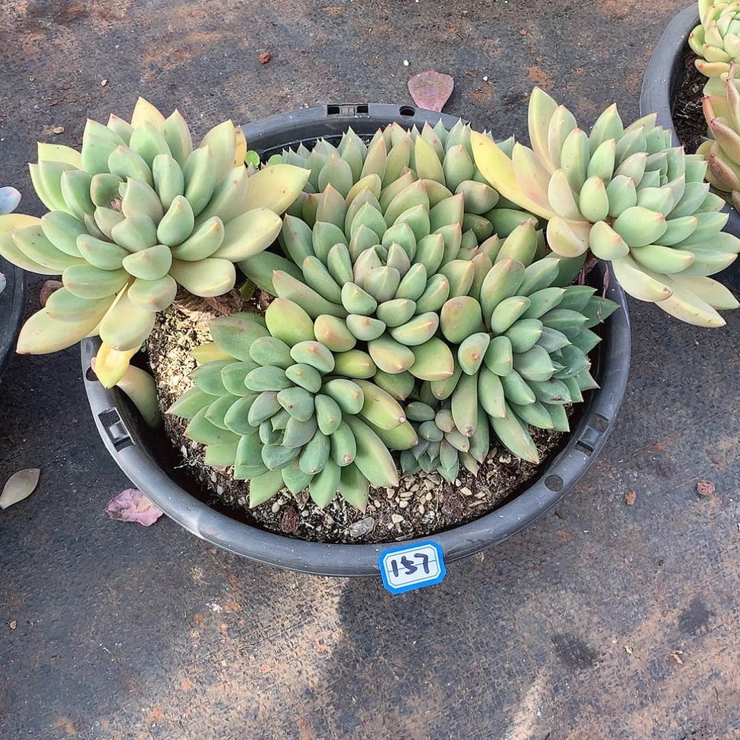 157象牙 一物一拍多肉