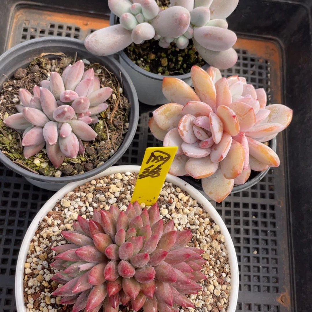 ═****?姐姐说她真的有男朋友没