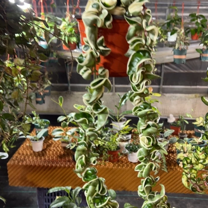 露***露无花朵卷叶外锦球兰双头