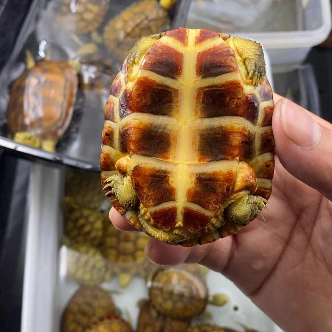 母宠物龟我***我