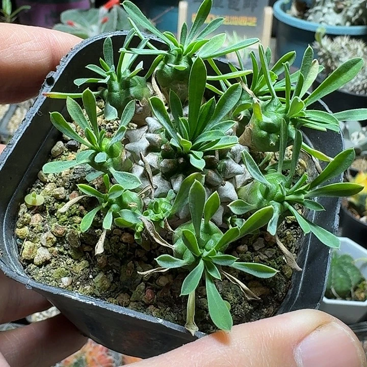 122峨眉山10头群生脱土发货