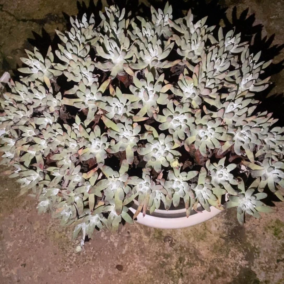 石***_福利多肉植物啦啦啦