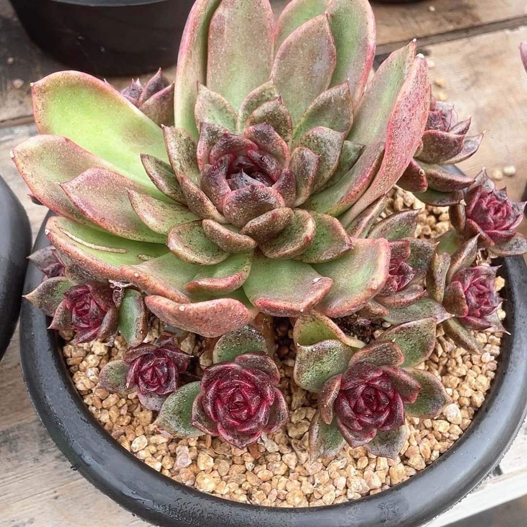 多肉植物一物一拍