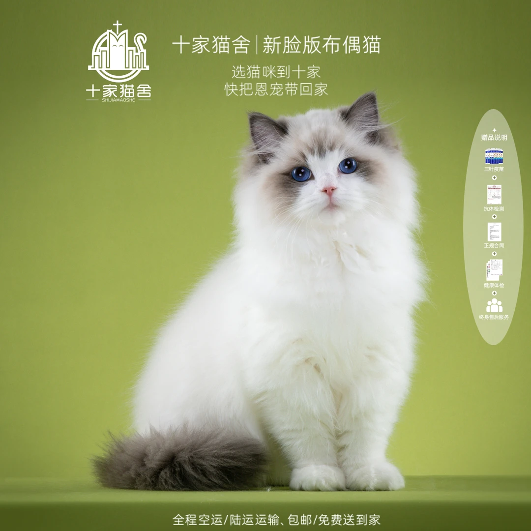 【十家猫舍】丰登-弟弟 I新脸版布偶猫I猫咪活体