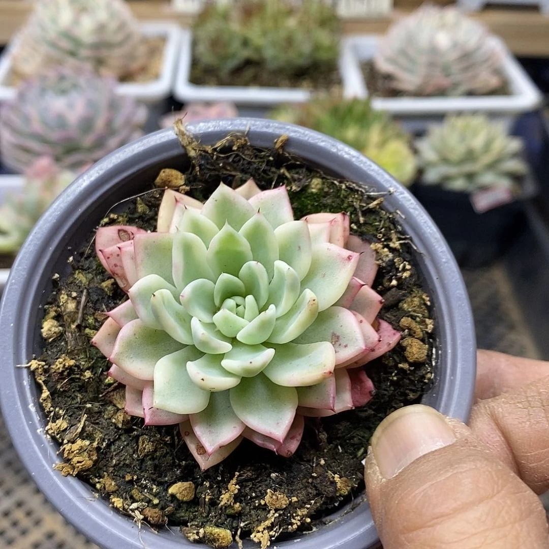 2958 原始绿爪覆轮锦