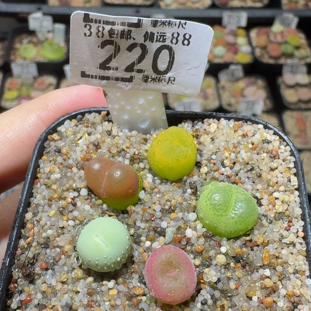 Ssss精品生石花220