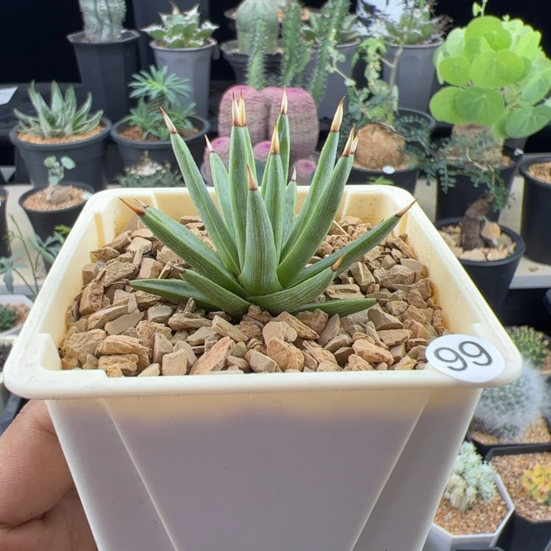 棉花糖龙舌兰一物一拍默认脱土发