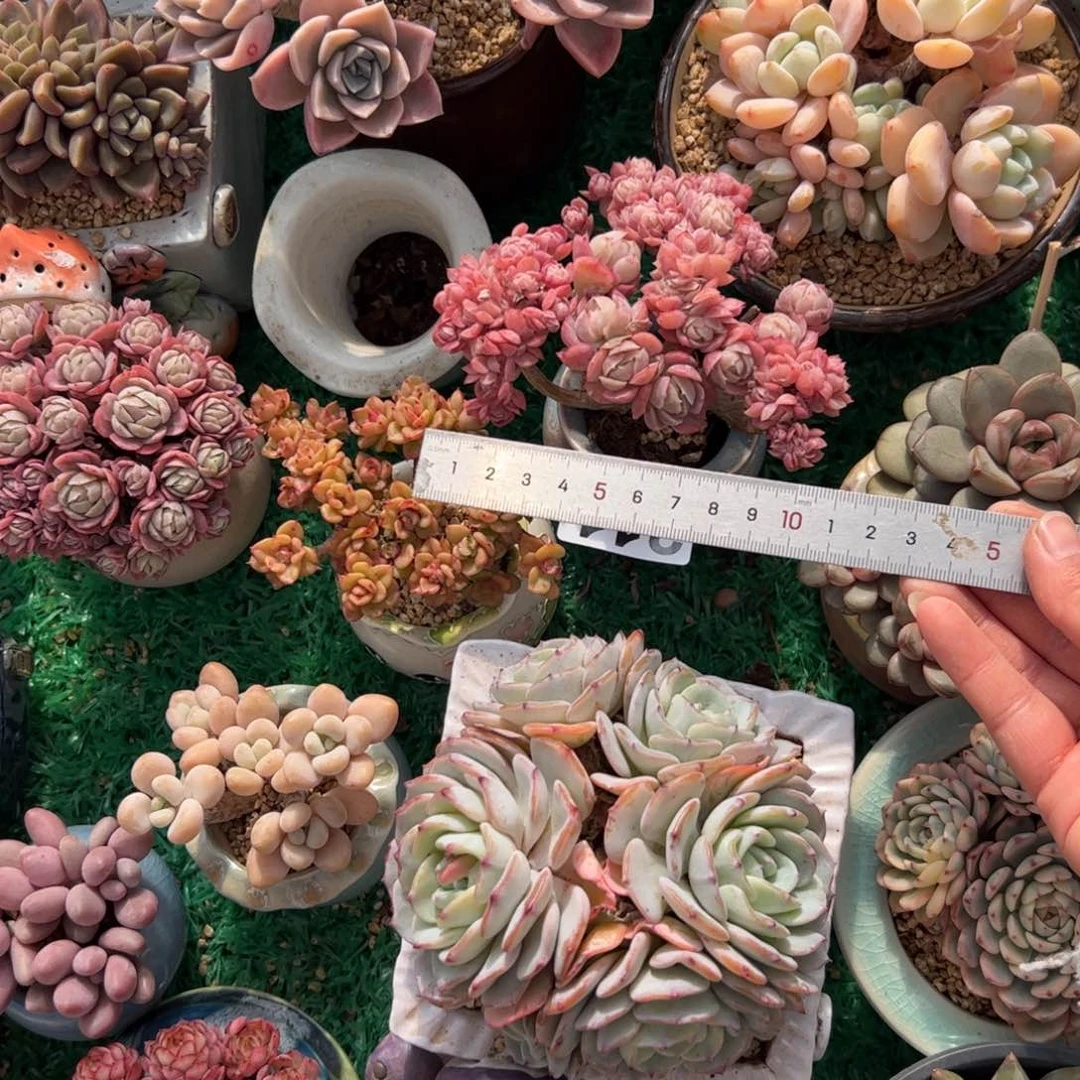 ?***?211多肉植物组合盆栽