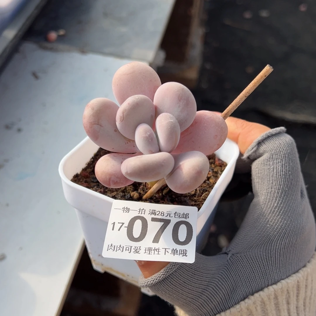 橙雪球多肉多肉多肉多肉