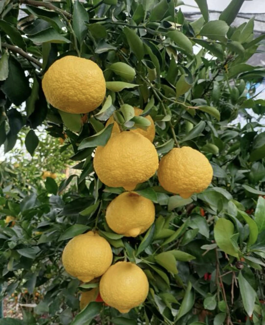 贵州村超胜地 榕江黄金柚