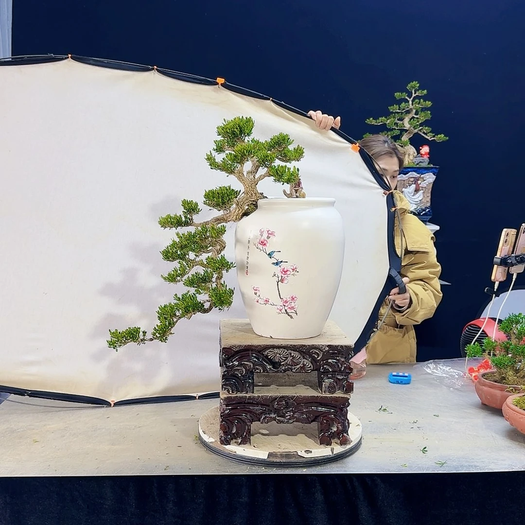 高端皱皮黄杨盆景用****4