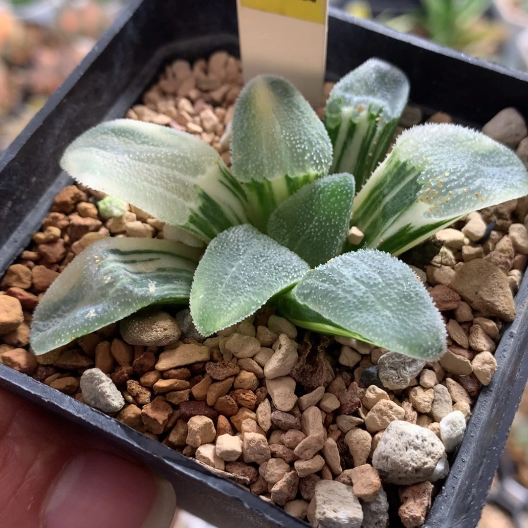 以实际为准44柳叶磨面