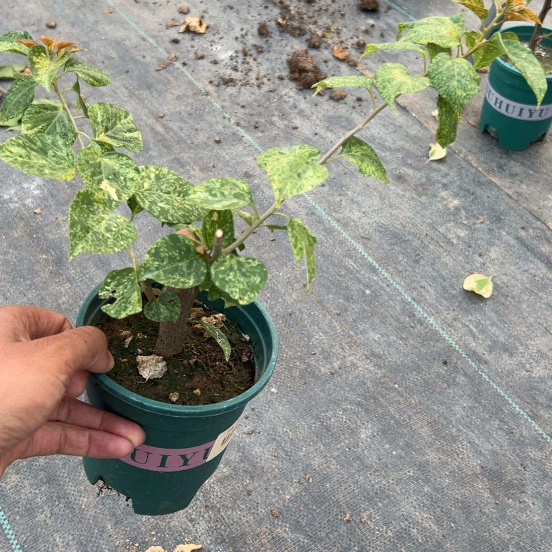 无花朵【20号钻石橙一棵】福利款不售后 介意勿拍