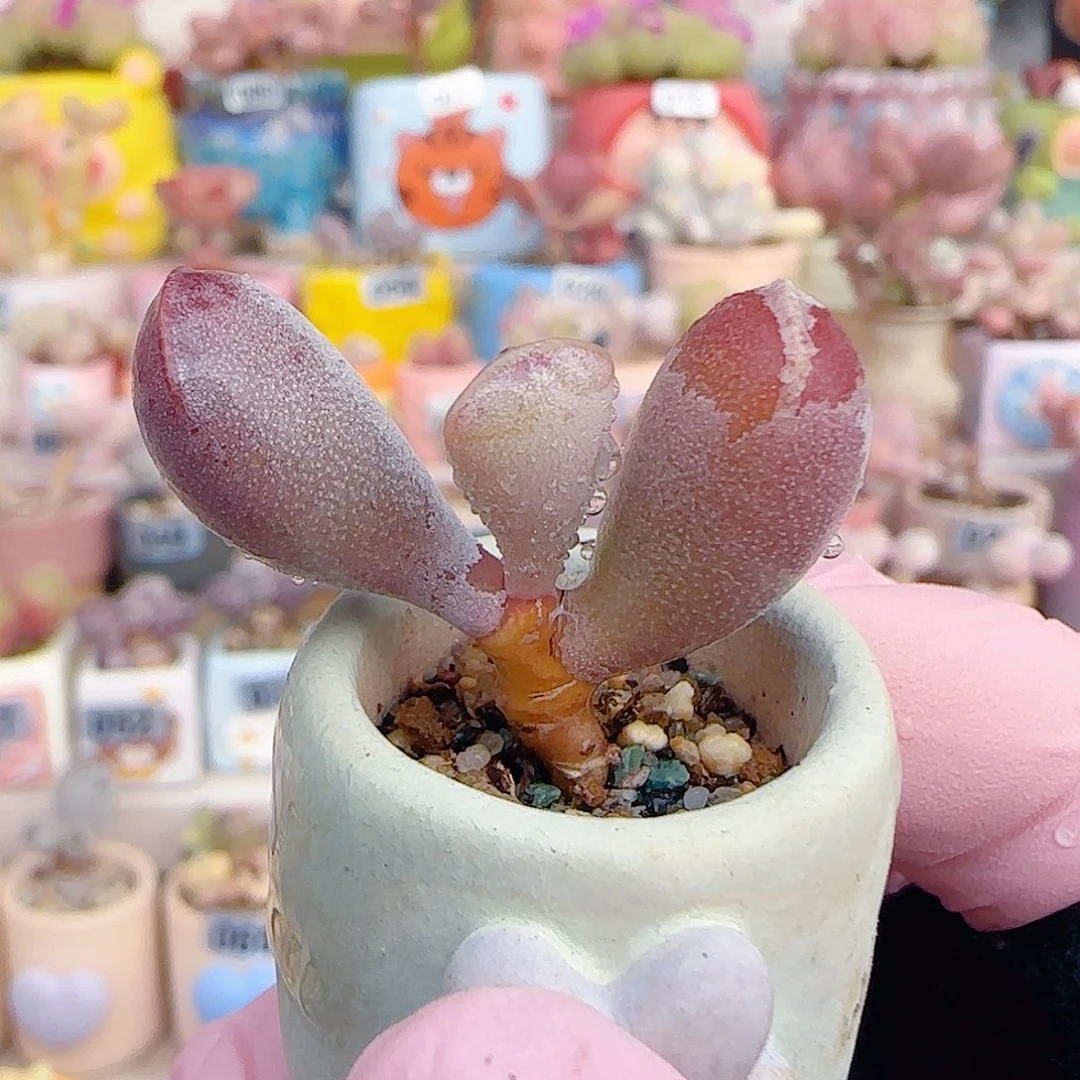 L小福饼 盆口2.5cm