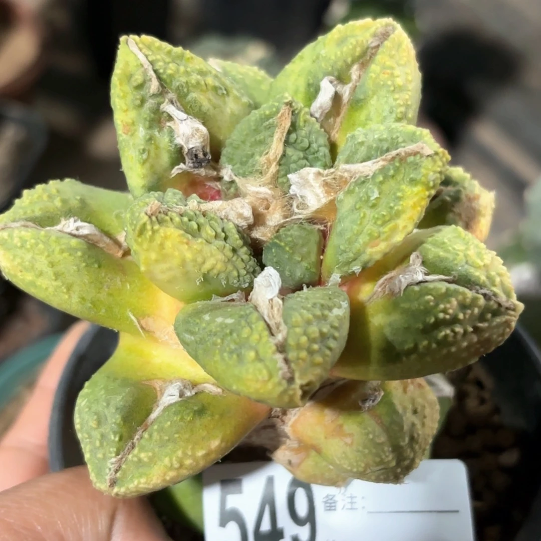 龟甲牡丹锦仙人球549