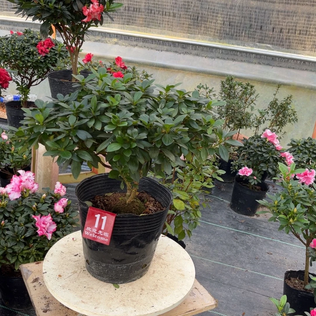 平***福当前无花栽培后可以开花