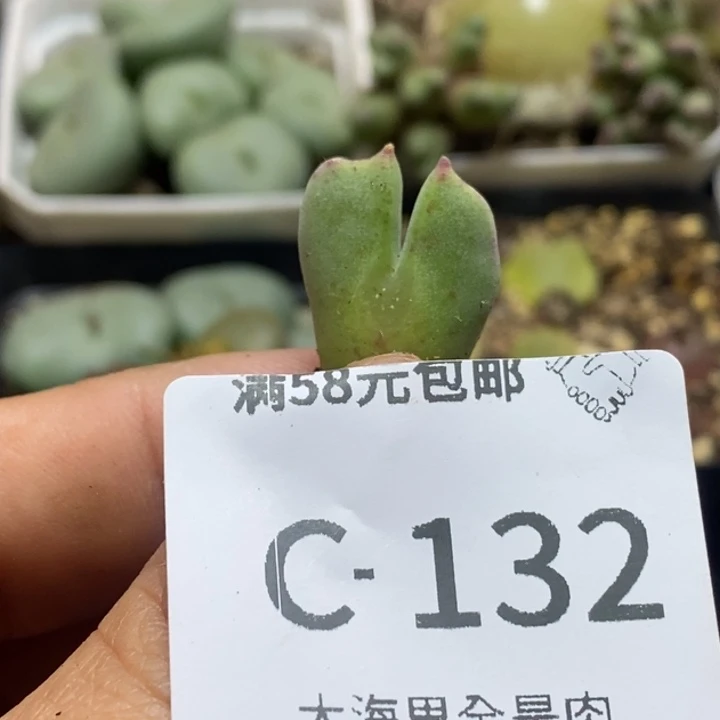 清***岗2255555665555555555555