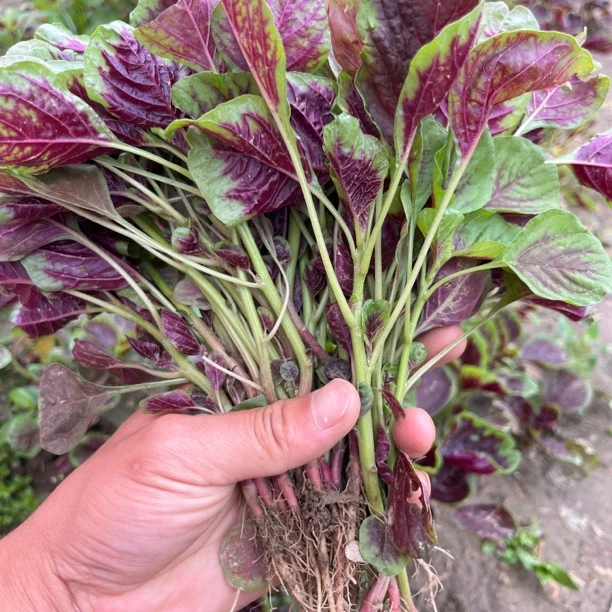 湖北天门红苋菜红汗菜旱菜新鲜采摘3斤4斤包邮